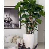 Monstera-Pflanze im Hochglanz-Weißen Topf