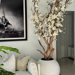 Weißer Magnolienbaum im 126 cm glänzenden weißen Globus-Topf