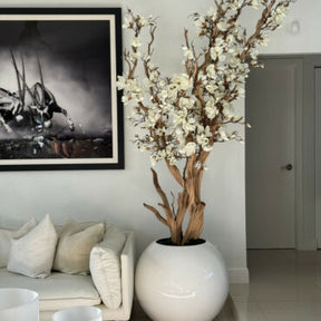 Weiße Magnolienbaum in glänzend weißem Globus-Topf, 76 cm